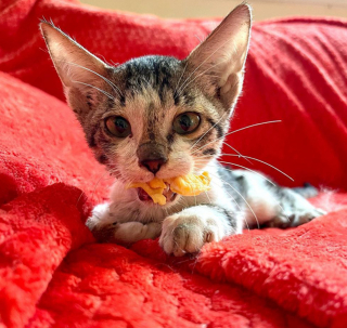 Illustration de l'article : Abandonné dans un carton, un chaton aveugle était si faible et déshydraté qu’il ne pouvait plus miauler