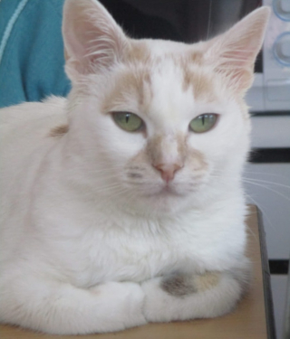 Illustration de l'article : Choupette, chatte baroudeuse voyageant sur la tête de son humain, préfère désormais la tranquillité du foyer