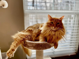 Illustration de l'article : 20 photos de chats Norvégiens qui vous séduiront par leur splendide fourrure