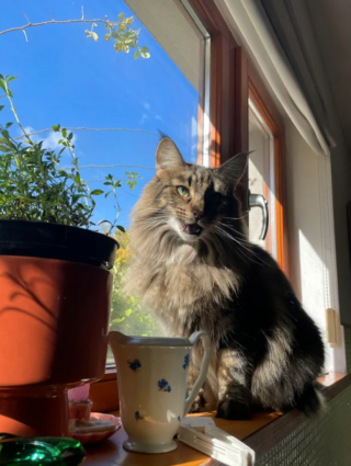 Illustration de l'article : 20 photos de chats Norvégiens qui vous séduiront par leur splendide fourrure