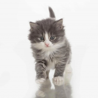 Illustration de l'article : 20 photos de chats Norvégiens qui vous séduiront par leur splendide fourrure