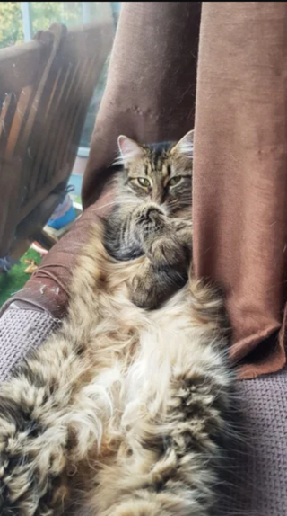 Illustration de l'article : 20 photos de chats Norvégiens qui vous séduiront par leur splendide fourrure