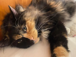 Illustration de l'article : 20 photos de chats Norvégiens qui vous séduiront par leur splendide fourrure