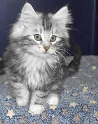 Illustration de l'article : 20 photos de chats Norvégiens qui vous séduiront par leur splendide fourrure