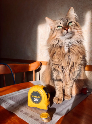 Illustration de l'article : 20 photos de chats Norvégiens qui vous séduiront par leur splendide fourrure