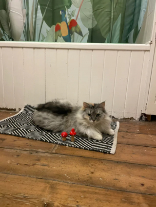 Illustration de l'article : 20 photos de chats Norvégiens qui vous séduiront par leur splendide fourrure