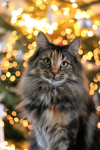 Illustration de l'article : 20 photos de chats Norvégiens qui vous séduiront par leur splendide fourrure