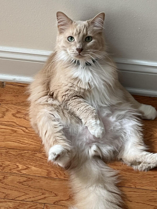 Illustration de l'article : 20 photos de chats Norvégiens qui vous séduiront par leur splendide fourrure