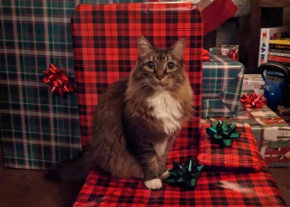 Illustration de l'article : 20 photos de chats Norvégiens qui vous séduiront par leur splendide fourrure