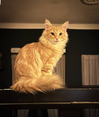 Illustration de l'article : 20 photos de chats Norvégiens qui vous séduiront par leur splendide fourrure