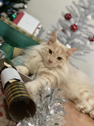 Illustration de l'article : 20 photos de chats Norvégiens qui vous séduiront par leur splendide fourrure