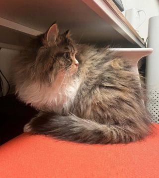 Illustration de l'article : 20 photos de chats Norvégiens qui vous séduiront par leur splendide fourrure