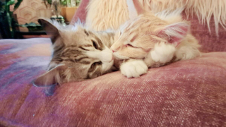 Illustration de l'article : 20 photos de chats Norvégiens qui vous séduiront par leur splendide fourrure