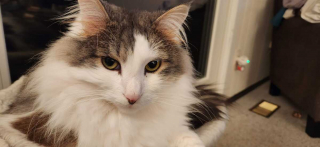 Illustration de l'article : 20 photos de chats Norvégiens qui vous séduiront par leur splendide fourrure