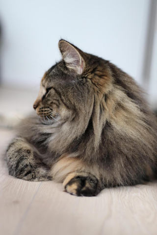 Illustration de l'article : 20 photos de chats Norvégiens qui vous séduiront par leur splendide fourrure