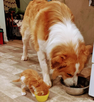 Illustration de l'article : 10 photos de chats et de chiens s'affichant joyeusement avec leurs amis