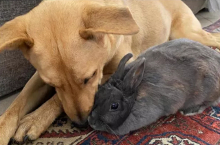 Illustration de l'article : 10 photos de chats et de chiens s'affichant joyeusement avec leurs amis