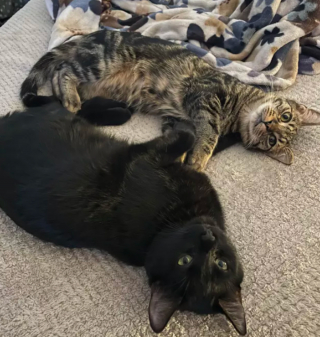 Illustration de l'article : 10 photos de chats et de chiens s'affichant joyeusement avec leurs amis
