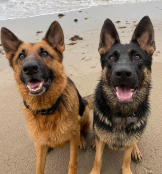 Illustration de l'article : 10 photos de chats et de chiens s'affichant joyeusement avec leurs amis