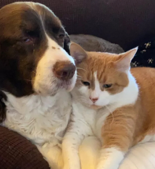 Illustration de l'article : 10 photos de chats et de chiens s'affichant joyeusement avec leurs amis
