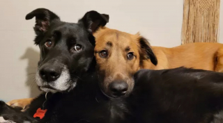 Illustration de l'article : 10 photos de chats et de chiens s'affichant joyeusement avec leurs amis