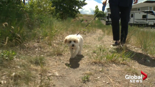 Illustration de l'article : Découverte parmi 97 animaux maltraités, cette chienne s’est métamorphosée après avoir trouvé l’amour d’une famille