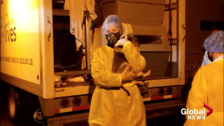 Illustration de l'article : Découverte parmi 97 animaux maltraités, cette chienne s’est métamorphosée après avoir trouvé l’amour d’une famille