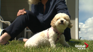 Illustration de l'article : Découverte parmi 97 animaux maltraités, cette chienne s’est métamorphosée après avoir trouvé l’amour d’une famille