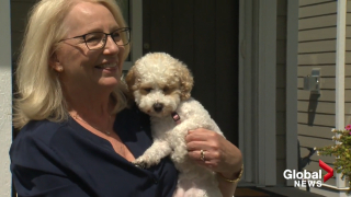 Illustration de l'article : Découverte parmi 97 animaux maltraités, cette chienne s’est métamorphosée après avoir trouvé l’amour d’une famille