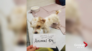 Illustration de l'article : Découverte parmi 97 animaux maltraités, cette chienne s’est métamorphosée après avoir trouvé l’amour d’une famille