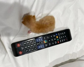 Illustration de l'article : Découvert dans le moteur d’un engin de chantier, un chaton nouveau-né qui paraissait condamné déjoue tous les pronostics