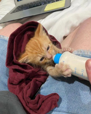 Illustration de l'article : Découvert dans le moteur d’un engin de chantier, un chaton nouveau-né qui paraissait condamné déjoue tous les pronostics