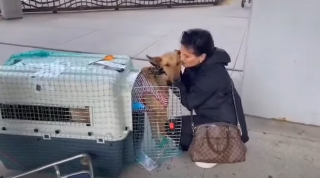 Illustration de l'article : La mobilisation des internautes a permis à un chien enchaîné d’être sauvé en Corée du Sud