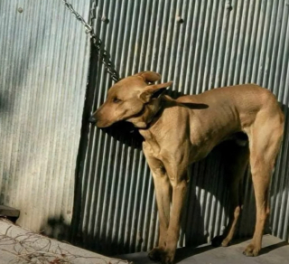 Illustration de l'article : La mobilisation des internautes a permis à un chien enchaîné d’être sauvé en Corée du Sud