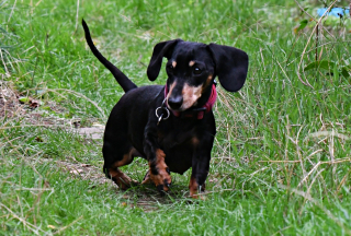 Illustration de l'article : Un Teckel a failli perdre la vie à cause de son obésité, mais une bienfaitrice s’est chargée de le sauver