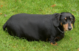 Illustration de l'article : Un Teckel a failli perdre la vie à cause de son obésité, mais une bienfaitrice s’est chargée de le sauver