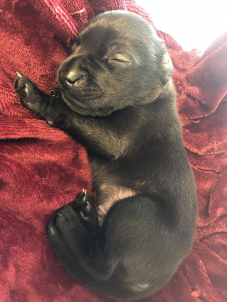 Illustration de l'article : Né avec une déformation faciale qui mettait sa vie en danger, un chien trouve l’aide dont il avait désespérément besoin