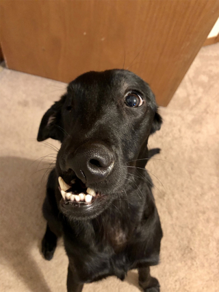 Illustration de l'article : Né avec une déformation faciale qui mettait sa vie en danger, un chien trouve l’aide dont il avait désespérément besoin