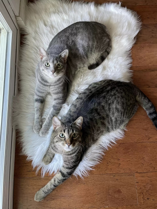 Illustration de l'article : L’obsession d’un chat pour les bouchons fraîcheur des cartons de lait intrigue et amuse sa famille