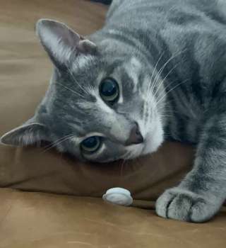 Illustration de l'article : L’obsession d’un chat pour les bouchons fraîcheur des cartons de lait intrigue et amuse sa famille