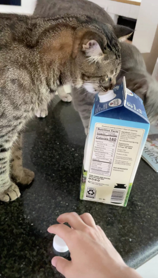 Illustration de l'article : L’obsession d’un chat pour les bouchons fraîcheur des cartons de lait intrigue et amuse sa famille