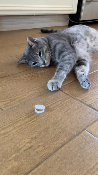 Illustration de l'article : L’obsession d’un chat pour les bouchons fraîcheur des cartons de lait intrigue et amuse sa famille