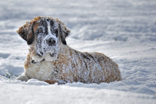 Illustration de l'article : 10 conseils pour réussir sa randonnée hivernale avec son chien
