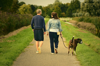 Illustration de l'article : 5 mesures et astuces simples contre le vol de chien