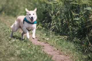 Illustration de l'article : 5 mesures et astuces simples contre le vol de chien