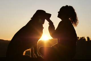 Illustration de l'article : 5 mesures et astuces simples contre le vol de chien