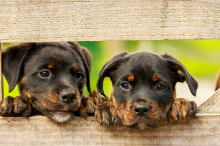 Illustration de l'article : 5 mesures et astuces simples contre le vol de chien