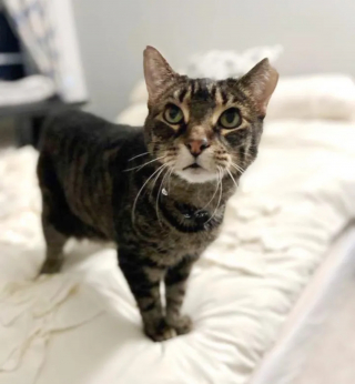 Illustration de l'article : Triste d'avoir été délogée des bureaux où elle vivait, une chatte connaît un nouveau départ grâce à une association