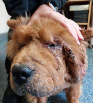 Illustration de l'article : Un Chow Chow négligé et malade tire un trait sur son douloureux passé avec l’aide d’une association