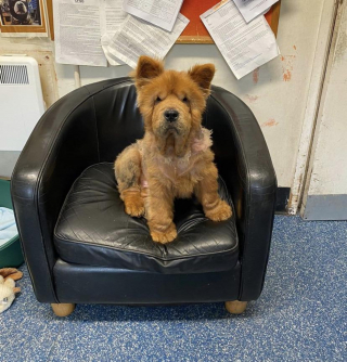 Illustration de l'article : Un Chow Chow négligé et malade tire un trait sur son douloureux passé avec l’aide d’une association